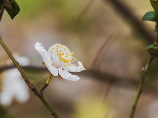 Detail of a wild rose or rosehip in the field in Andalusia (Spain)
