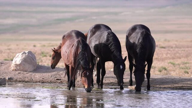 Wild horses drinking water in the Utah desert from a watering hole.