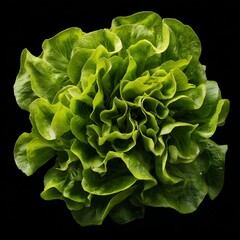A fresh, vibrant, and healthy butter lettuce against a black backdrop