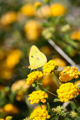 Yellow butterfly on yellow lantana flower
