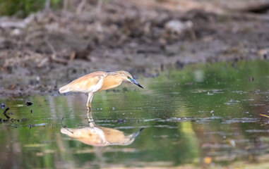 Squacco heron (Ardeola ralloides) hunting in shalow water