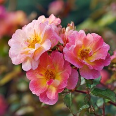 A cluster of delicate pink and peach roses in full bloom, exuding elegance and charm