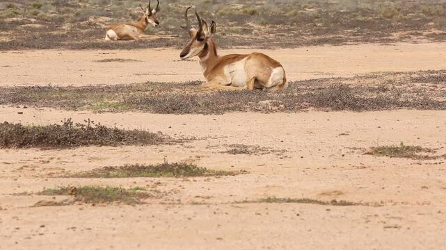 BERRENDO PENINSULAR RESERVA DE LA BIOSFERA DEL VIZCAINO