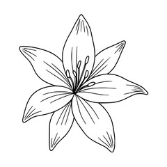 Lily Flower Simple Line Art Sketch