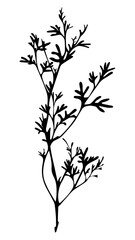 Fototapeta premium PNG Elegant botanical silhouette illustration, transparent background