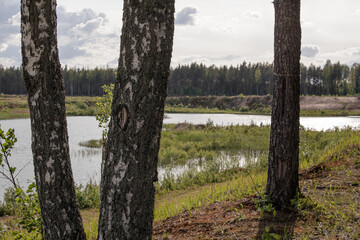 Two birch trees in the foreground with a scenic view of a calm lake and dense forest on the...