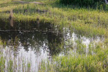 Obraz premium Pond overgrown with dense green grass and aquatic plants, creating a calm and natural water scene.