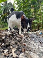 black and white cat playing in the garden