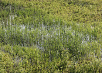 Old sandy pond completely overgrown with dense grass, creating a natural, green and peaceful...