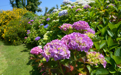 Magnifiques hortensias en fleurs - Bretagne France