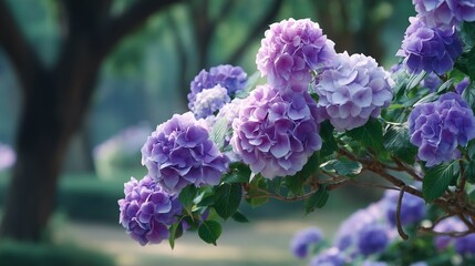 Lovely purple hydrangeas in full bloom, bathed in soft sunlight.
