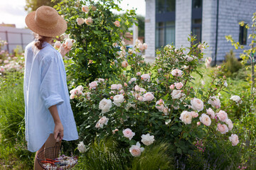 Gardener admiring roses in summer garden after deadheading spent blooms. Woman holds basket with pruner and dry flowers