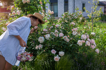 Gardener smelling fragrant roses in summer garden after deadheading spent blooms. Woman holds basket with faded flowers