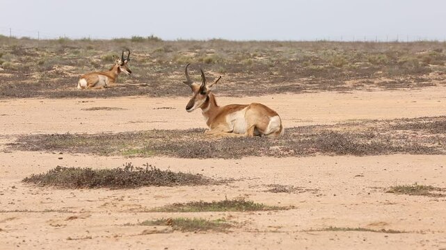 BERRENDO PENINSULAR RESERVA DE LA BIOSFERA DEL VIZCAINO