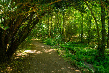 Finlaystone Country Park Estate. Scotland. Uk. The woodland is host to a wide variety of wildlife including roe deer, fox, grey squirrel, stoat, three species of raptor and a large colony of herons. 