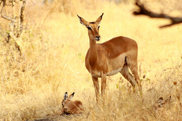 Mother and baby Impala