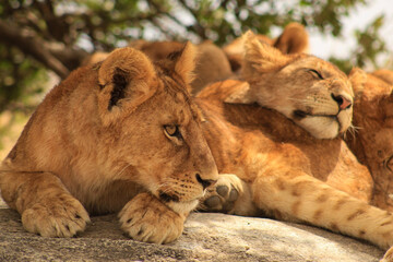 Serengeti Lions