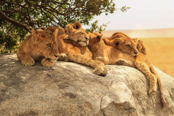 Serengeti lion cubs
