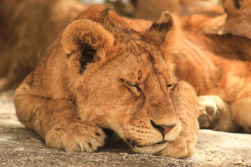 Lion resting