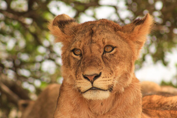 Lions look
