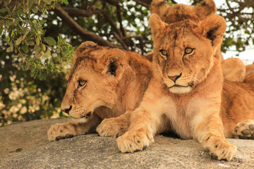 Serengeti lion cubs