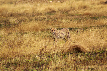 Serengeti Cheetah