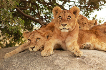 Obraz premium Lions cubs on the rock