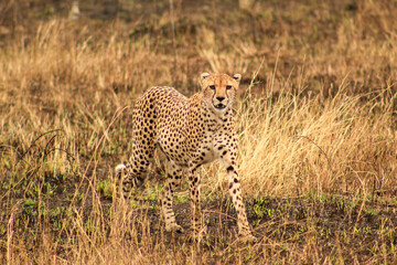 Cheetah in Serengeti