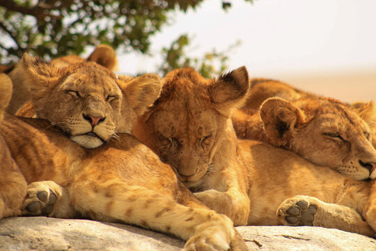 Lions cub sleeping