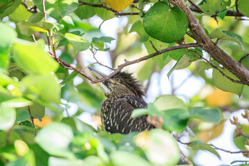 Juvenile Night Heron on a Branch