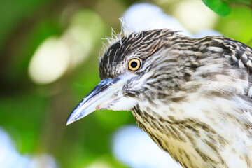 Close-up of Juvenile Night Heron in Natural Habitat