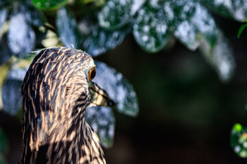 Heron Profile Against Variegated Foliage in Natural Light