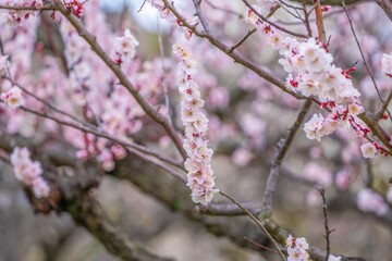 ひっそりと咲く満開のアンズの花