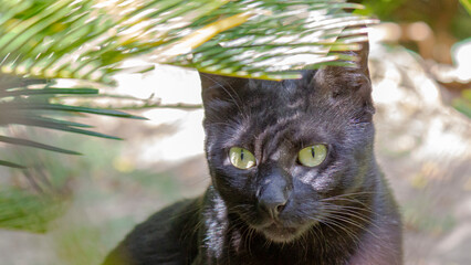 La Negrita. Retrato