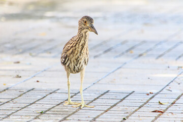 Juvenile Night Heron on Pavement, Hong Kong