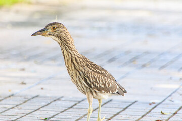 Juvenile Night Heron on Pavement, Hong Kong
