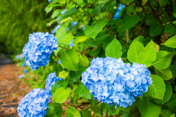 青く咲く紫陽花の花びら