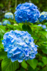 青く咲く紫陽花の花びら