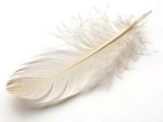 Obraz premium feather on white background