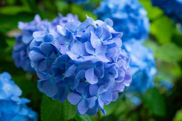 青く咲く紫陽花の花びら