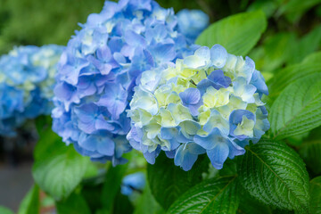 青く咲く紫陽花の花びら