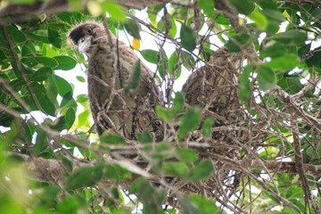 Young Night Herons in a Leafy Nest