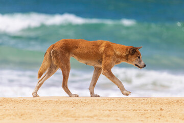 Dingo on the beach