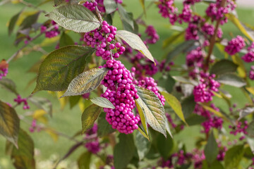 Purple beautyberry fruits on a branch, Callicarpa dichotoma