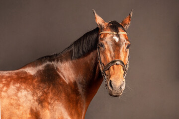 Beautiful brown horse with bridle posing against dark background