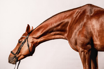 Beautiful chestnut horse displays elegant neck and strong physique in a studio setting
