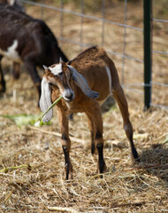 Young Goat eating a snack on a farm