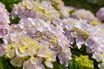 Obraz premium Beautiful pink pastel hydrangea flowers blooming