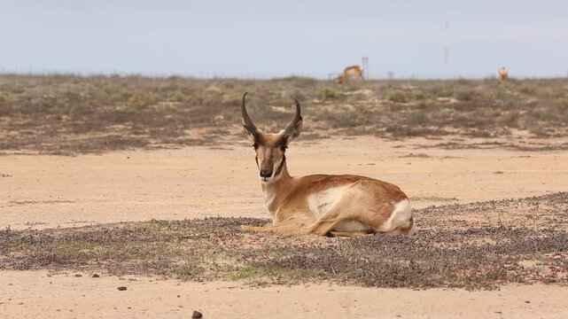 BERRENDO PENINSULAR RESERVA DE LA BIOSFERA DEL VIZCAINO