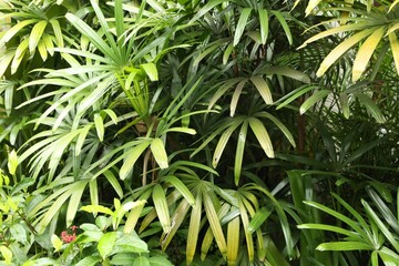 Broadleaf lady palm with beautiful leaves growing outdoors, closeup